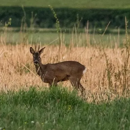 Appartamento The Old Maple Lodge-luxury Private Annex With A View In Rural Setting